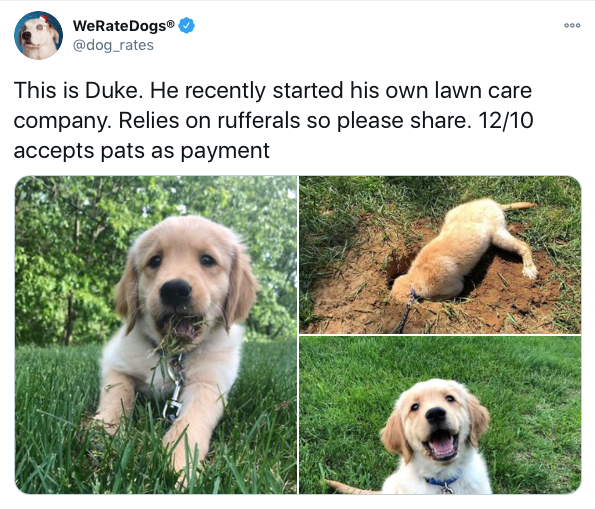Hond met kantoorbenodigdheden