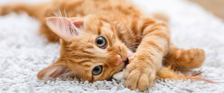 Hoe vind ik een vertrouwde kattenoppas?