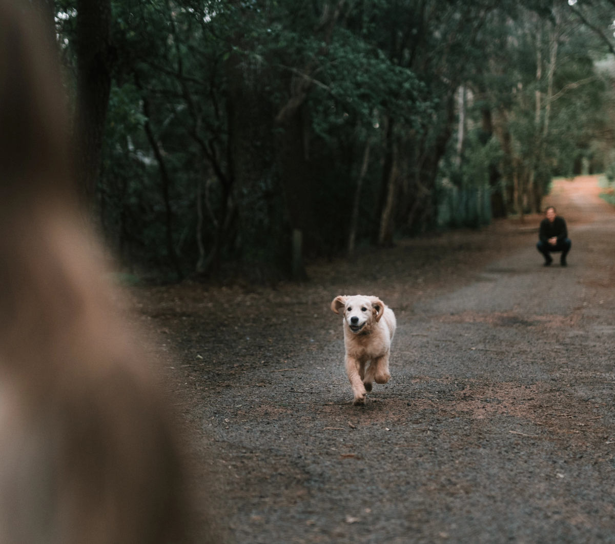 Wandelen met oppashond in het park