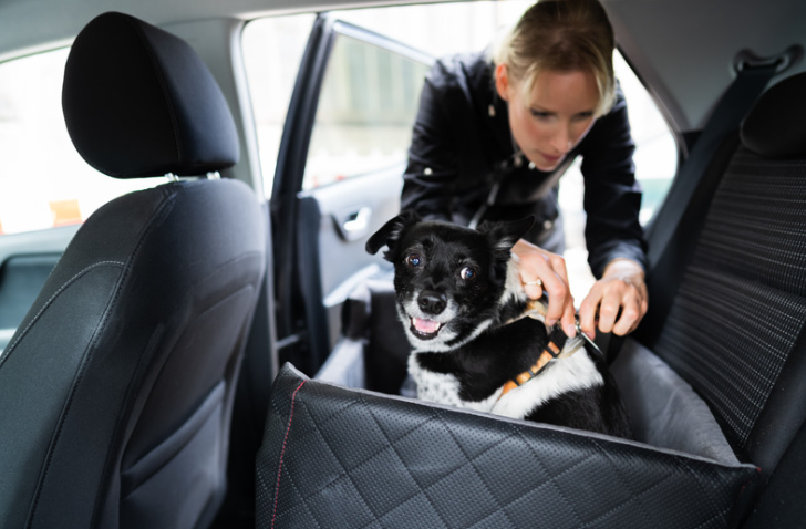 Kleine hond in autostoel