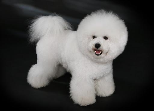 Bichon Frisé die tegen de eigenaar aankruipt