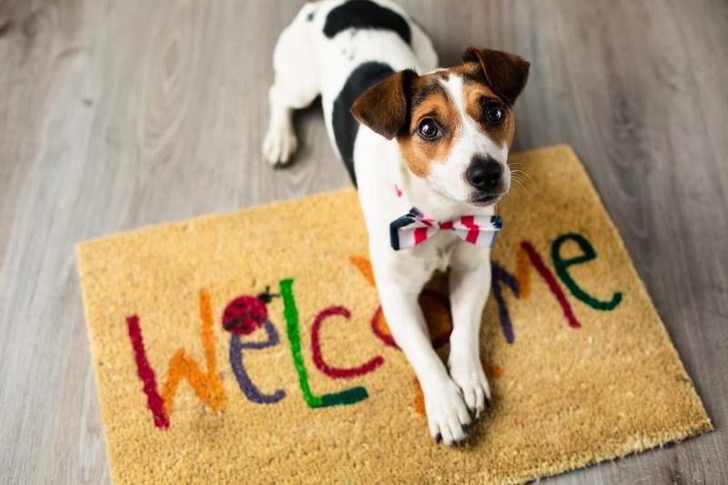 Met deze 6 tips is jouw huis binnen no time huisdierproof!