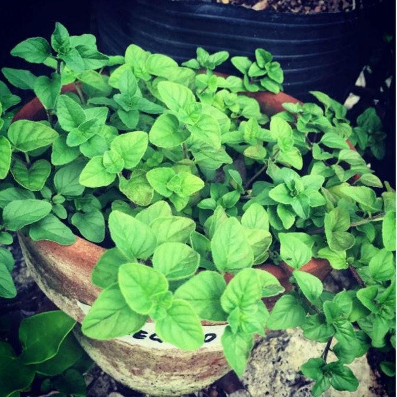 oregano kruid
