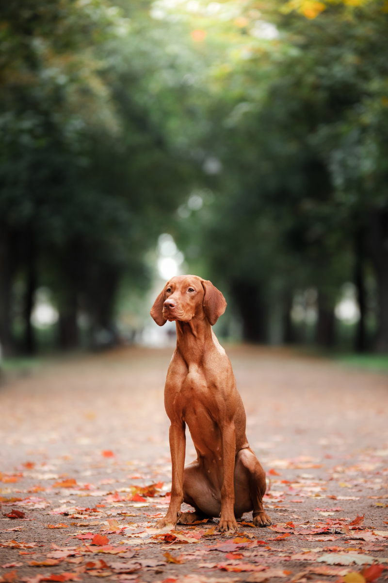 Vizsla actief buiten in het groen