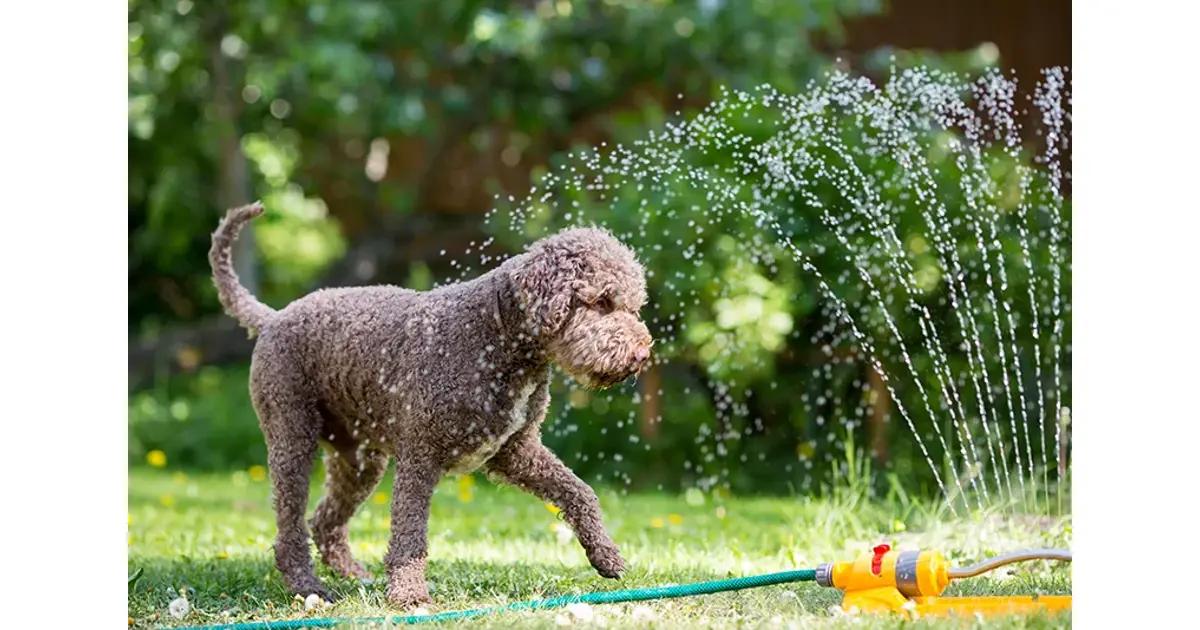 Hond koelt af in de sproeier