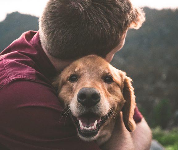 Welzijn bij honden
