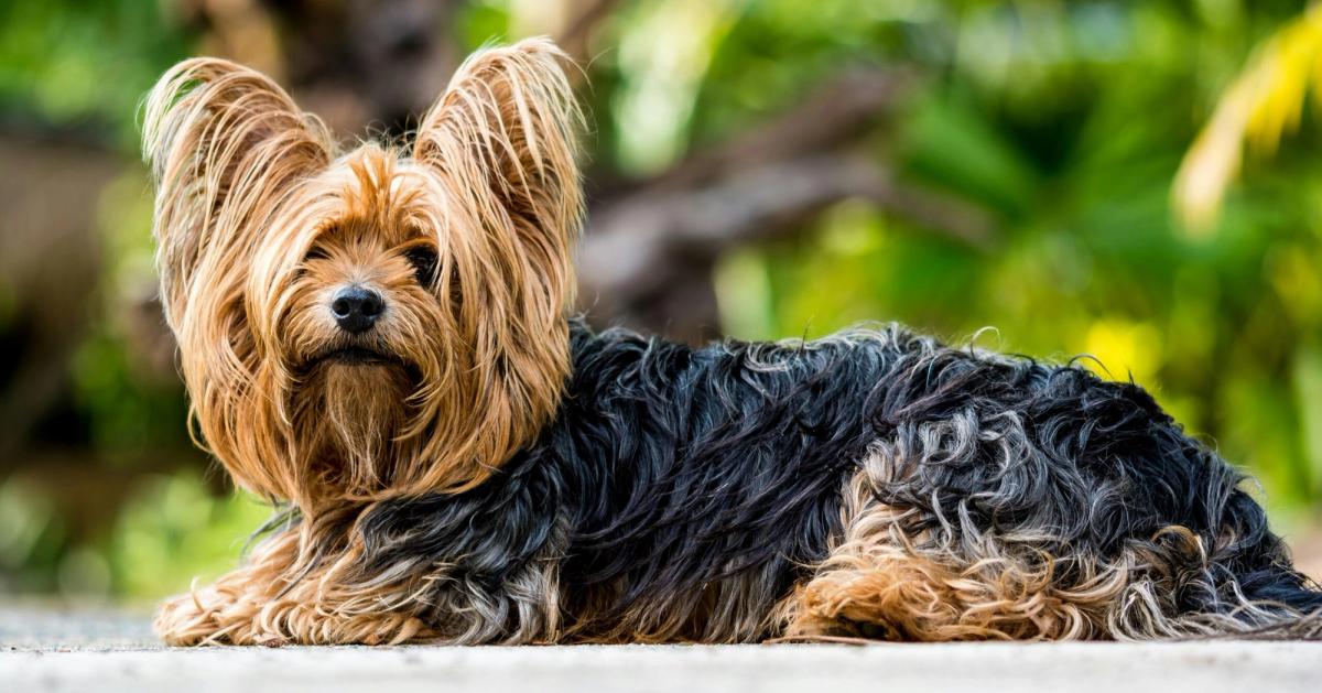 Hunde für Allergiker: Diese Rassen eignen sich am besten