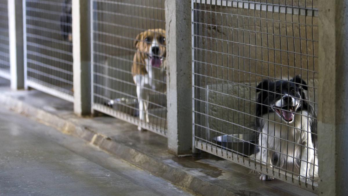 Hond in asiel wacht op adoptie