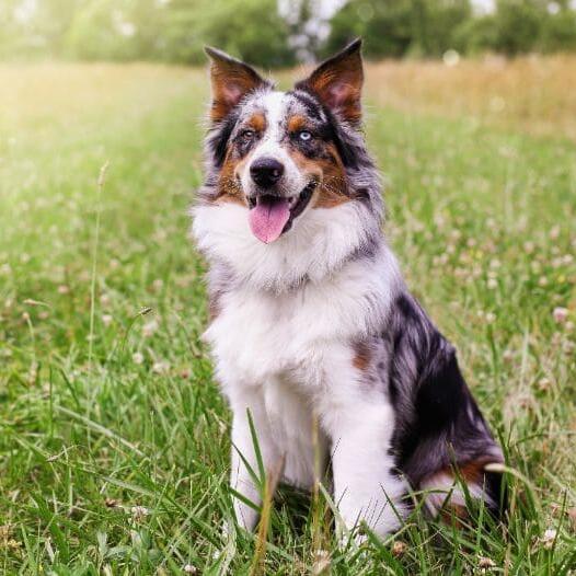 Australian Shepherd