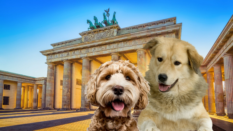 Der Berlin-Guide für dich und deinen Hund