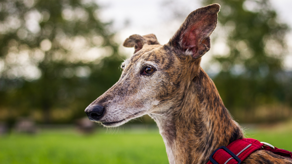 Greyhound Familienhund