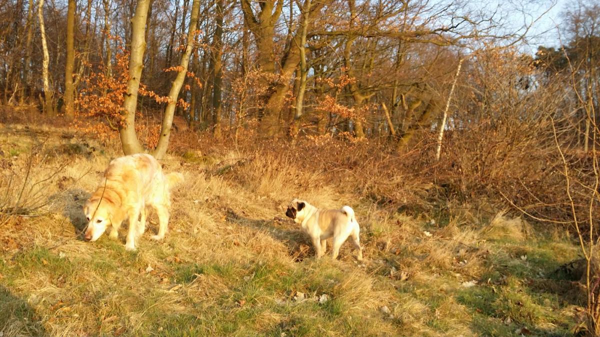 Golden retriever Layla