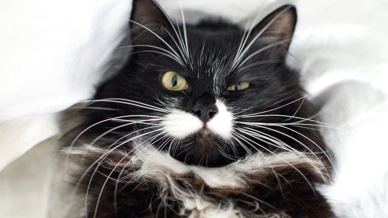 10 hilarische dieren met snor die Movember op z’n mooist vieren!