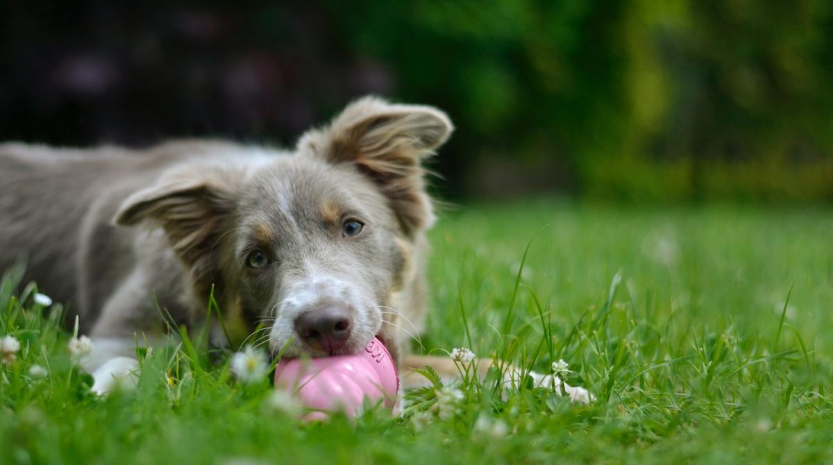 Mundhygiene und Erkrankungen bei Hunden