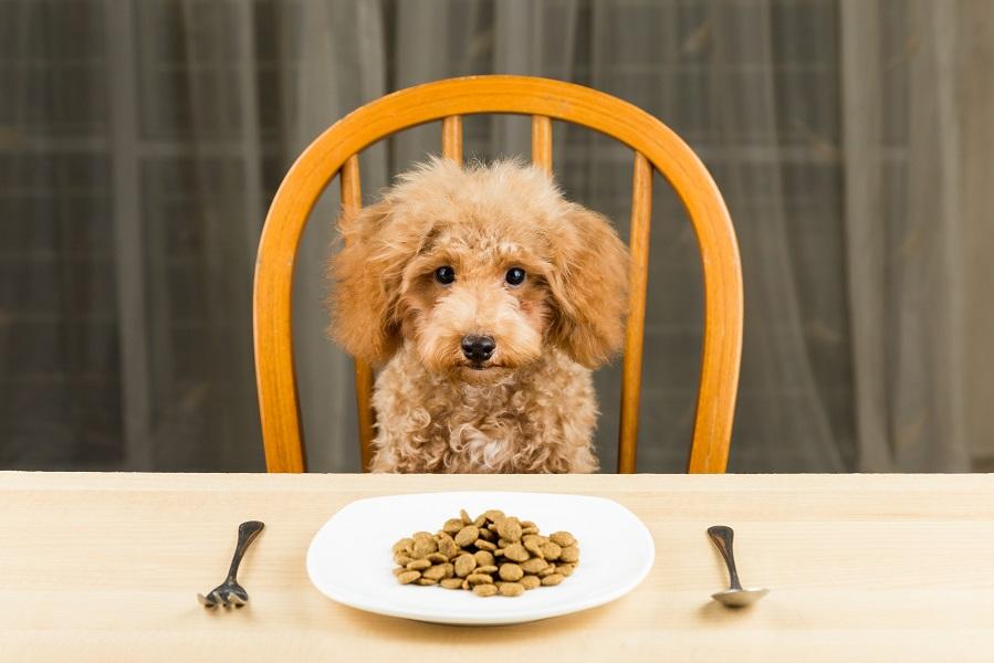 Wat mag een hond niet eten