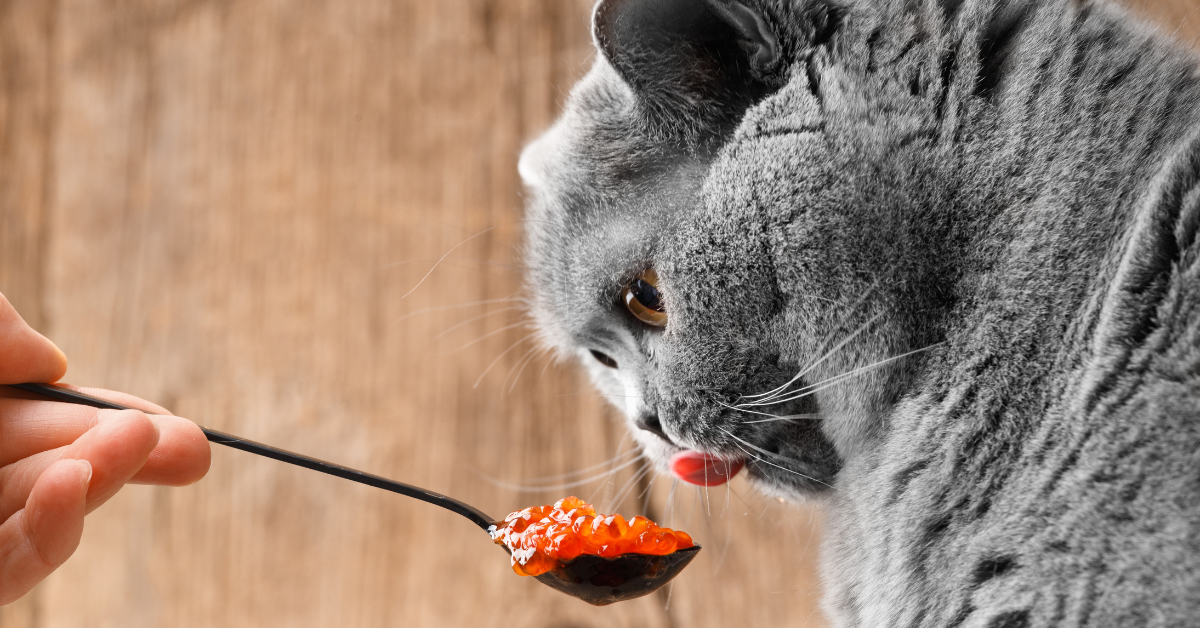 Gezonde feest-snacks voor hond en kat op bord