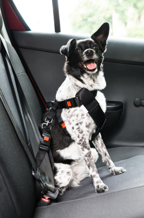 Hond in auto met veiligheidsriem