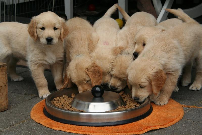 6 Tips voor een hond die een kieskeurige eter is