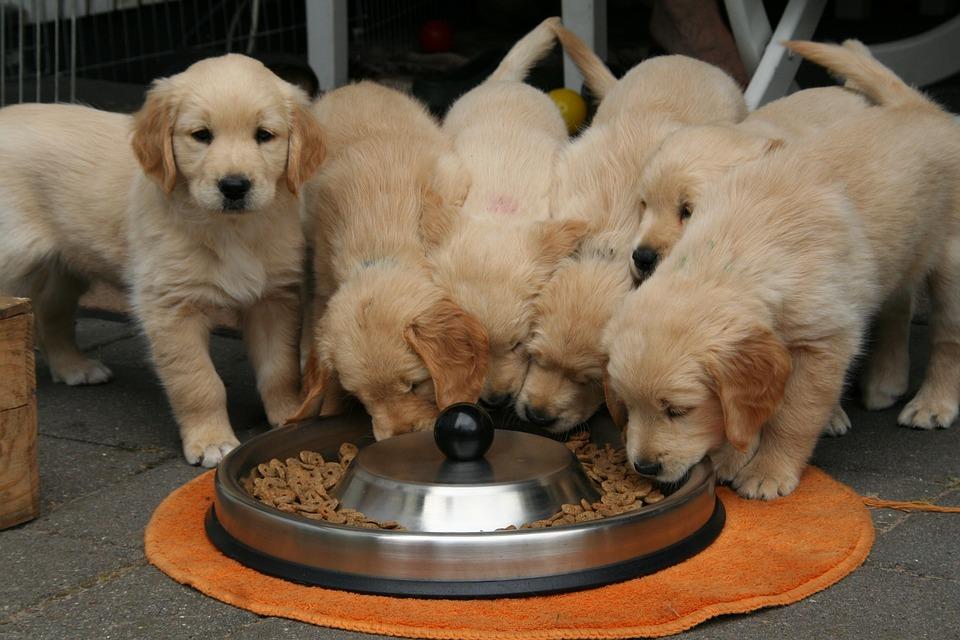 6 Tips voor een hond die een kieskeurige eter is