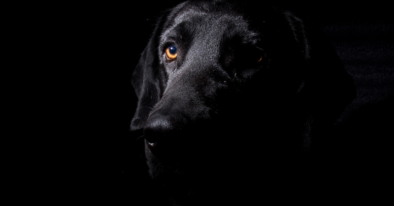 Black Dog Syndrome: het onterechte stigma rond zwarte honden