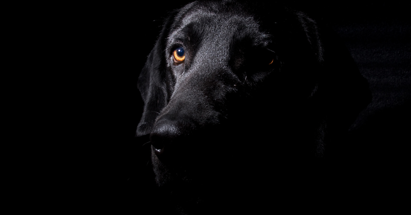 Black Dog Syndrome: het onterechte stigma rond zwarte honden