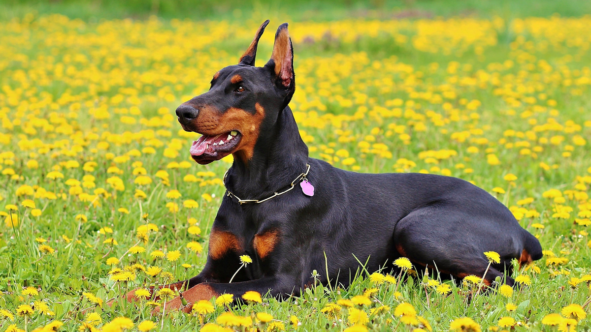 Dobermann