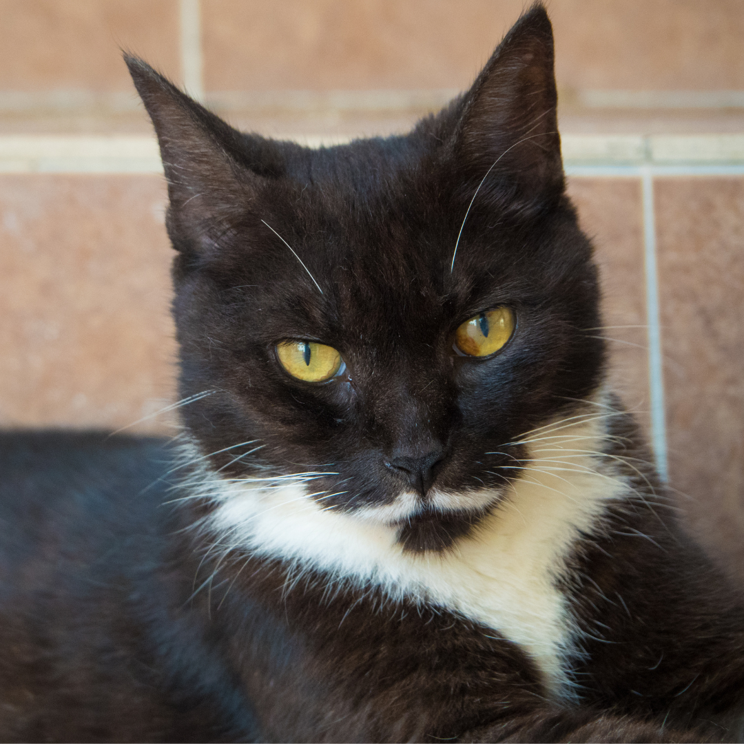 Movember: 10 lustige Fotos von Katzen und Hunden mit Schnurrbart