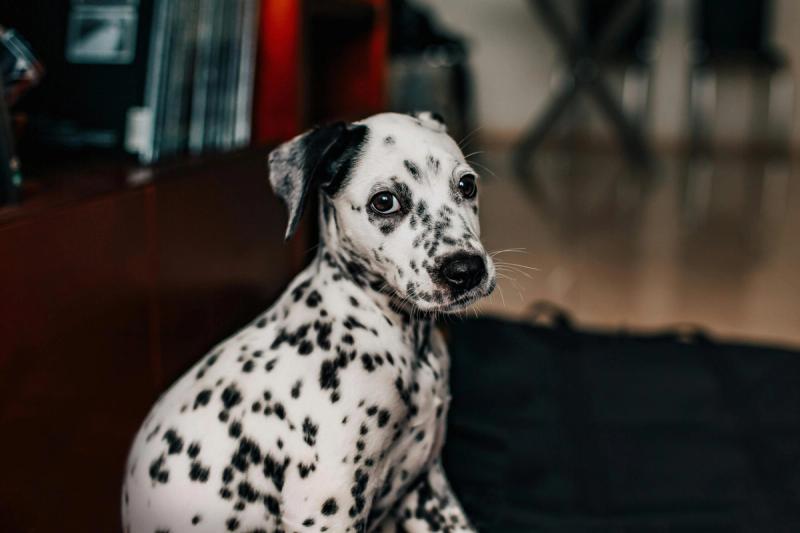 Die 7 Grundkommandos, die jeder Hund lernen sollte