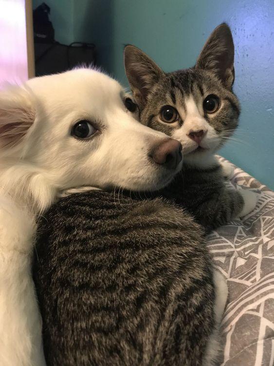 Was darf ich als Hunde- oder Katzensitter berechnen?