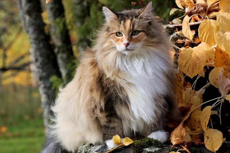 10 Katzenrassen, die selbst Hundefans verzaubern können