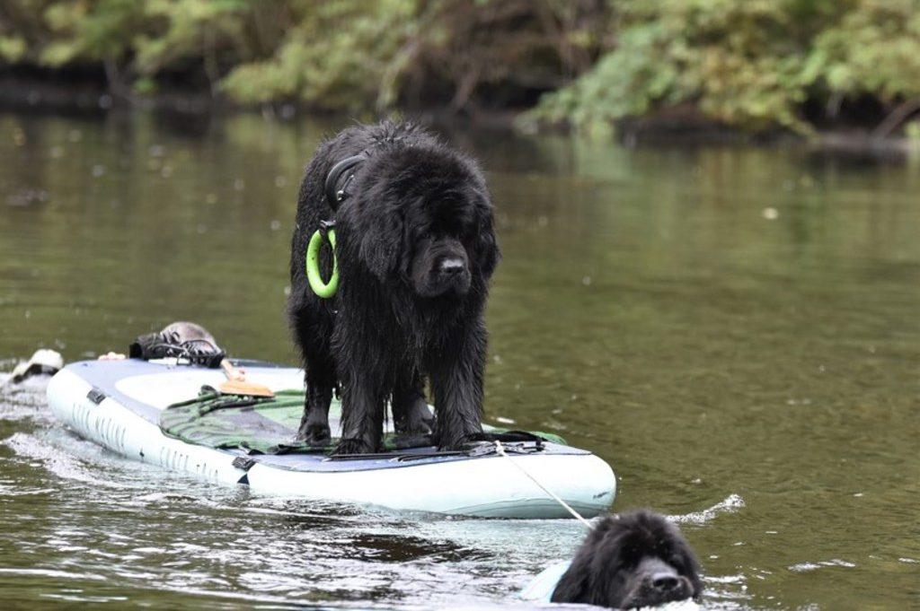 Newfoundlander hond