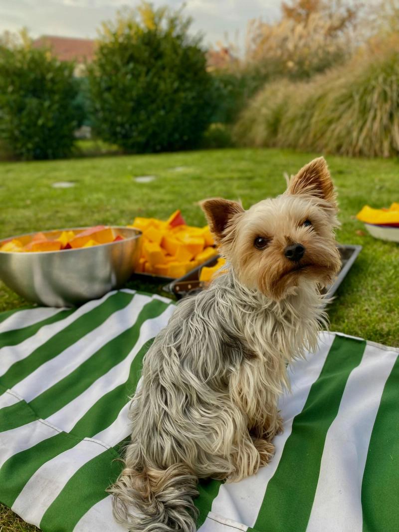 Dürfen Hunde Kürbis essen?