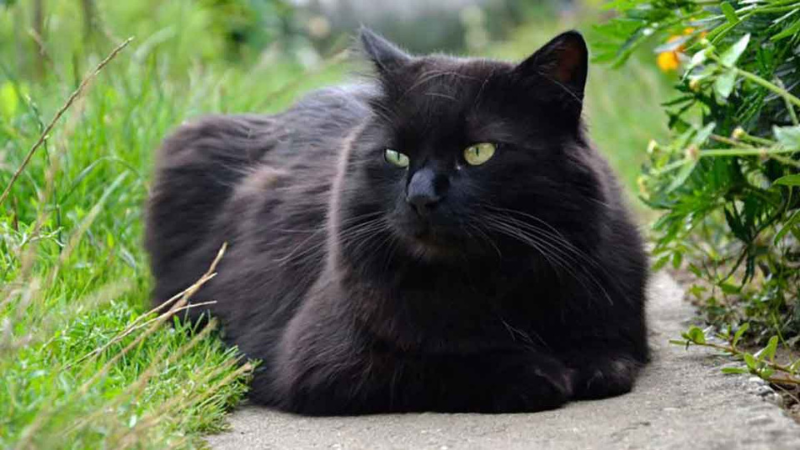 Chantilly-Tiffany kat met zijdeachtige semilange vacht
