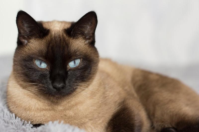 Was macht die Thai Katze so besonders?