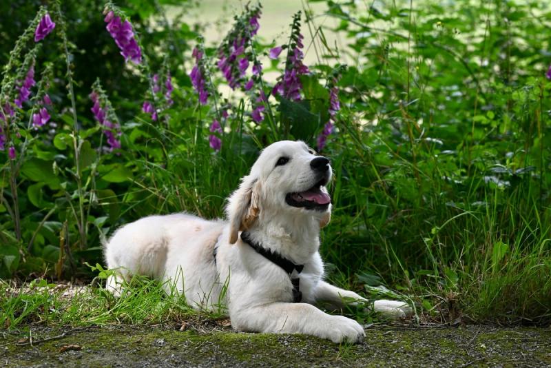 Junger Golden Retriever liegt in einem Garten