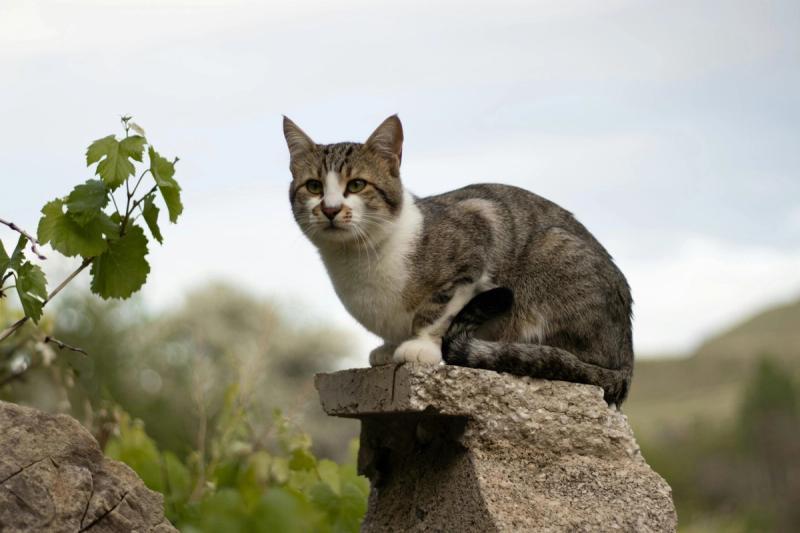 Was gilt als gesprächige Katze?