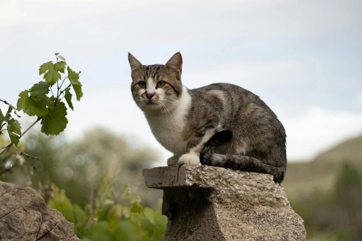 Was gilt als gesprächige Katze?
