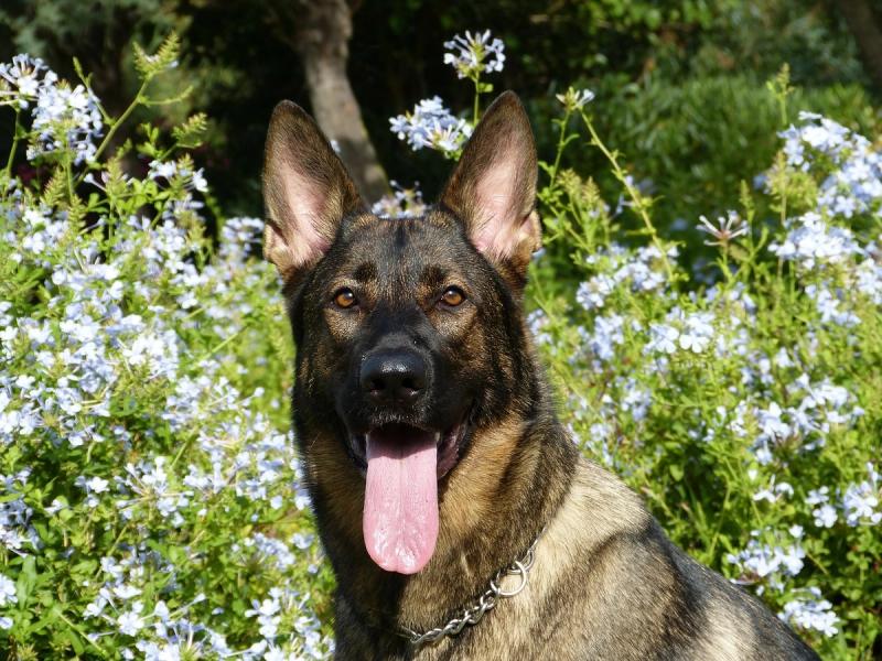 5 feitjes over de German Shepherd, wist jij ze al?