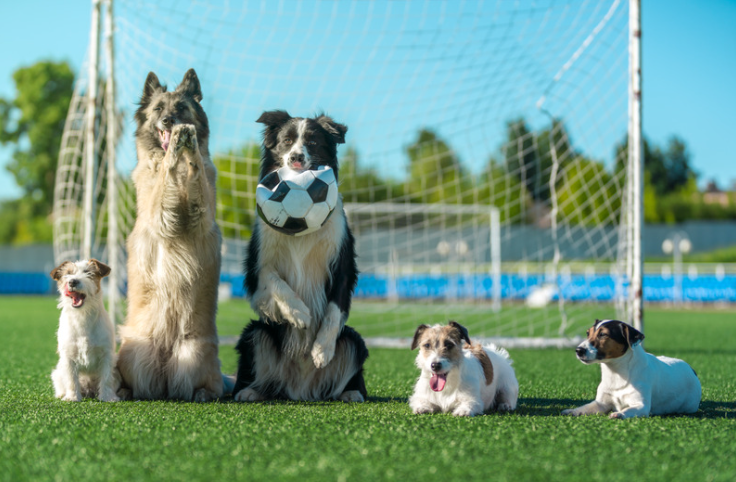 Hondenrassen die van voetbal houden
