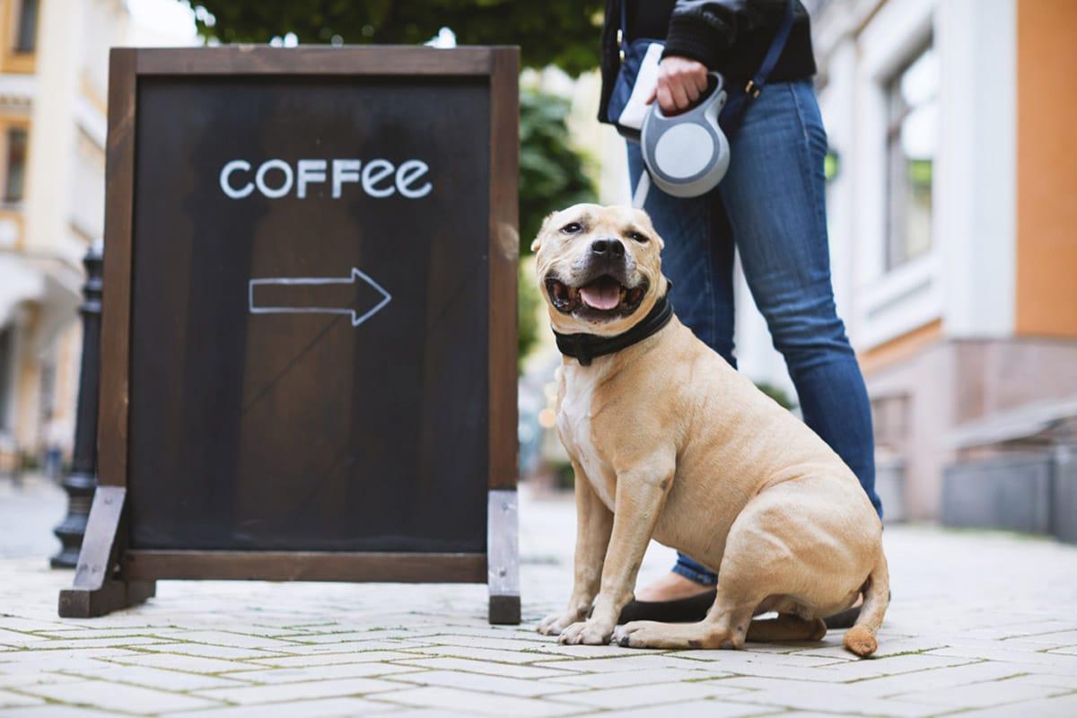 Bezoek aan een hondvriendelijk café