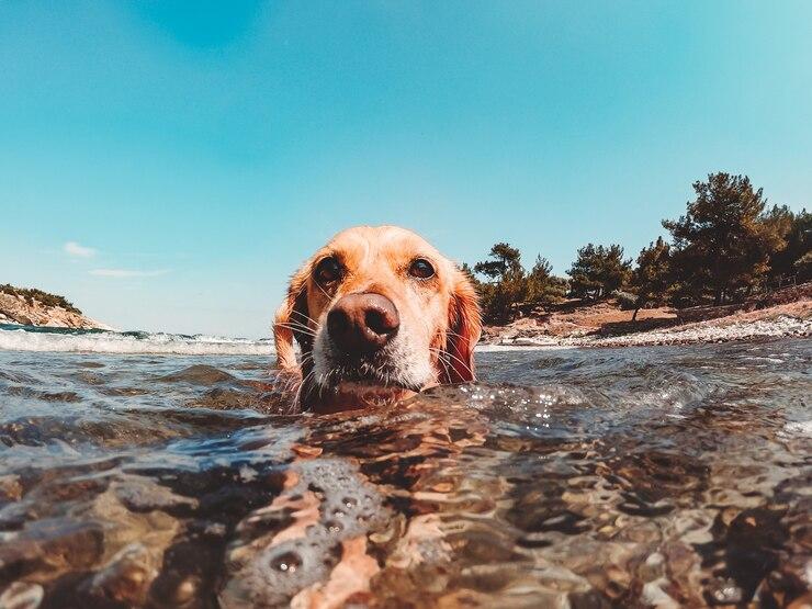 5 tips om je hond te laten zwemmen met warm weer