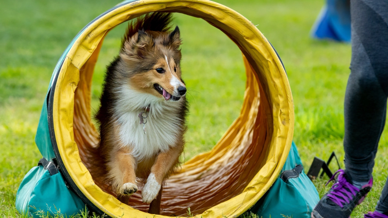 Populairste hondensporten: agility, flyball, canicross en meer