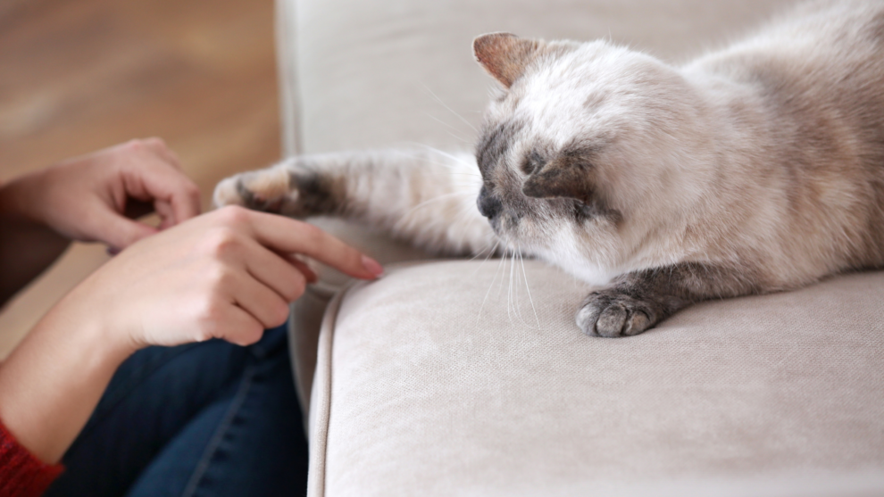 Katze gibt Pfötchen