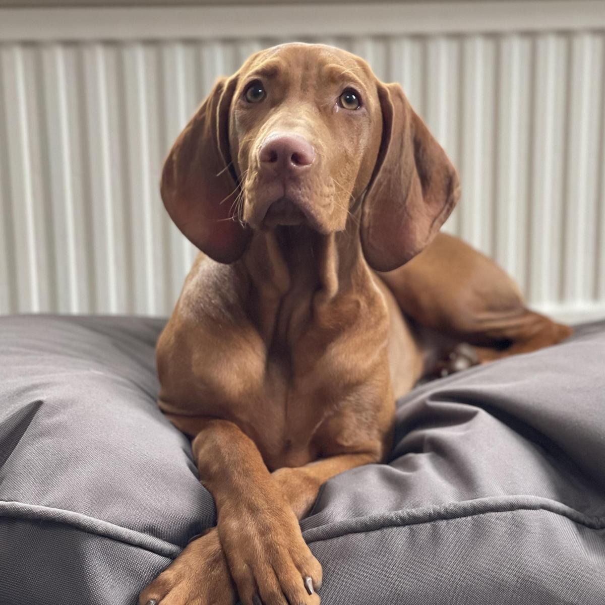 Die Vizsla-Rasse: Authentische Einblicke
