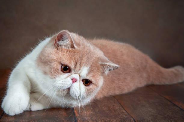 Die Top 10 der liebsten Katzenrassen!