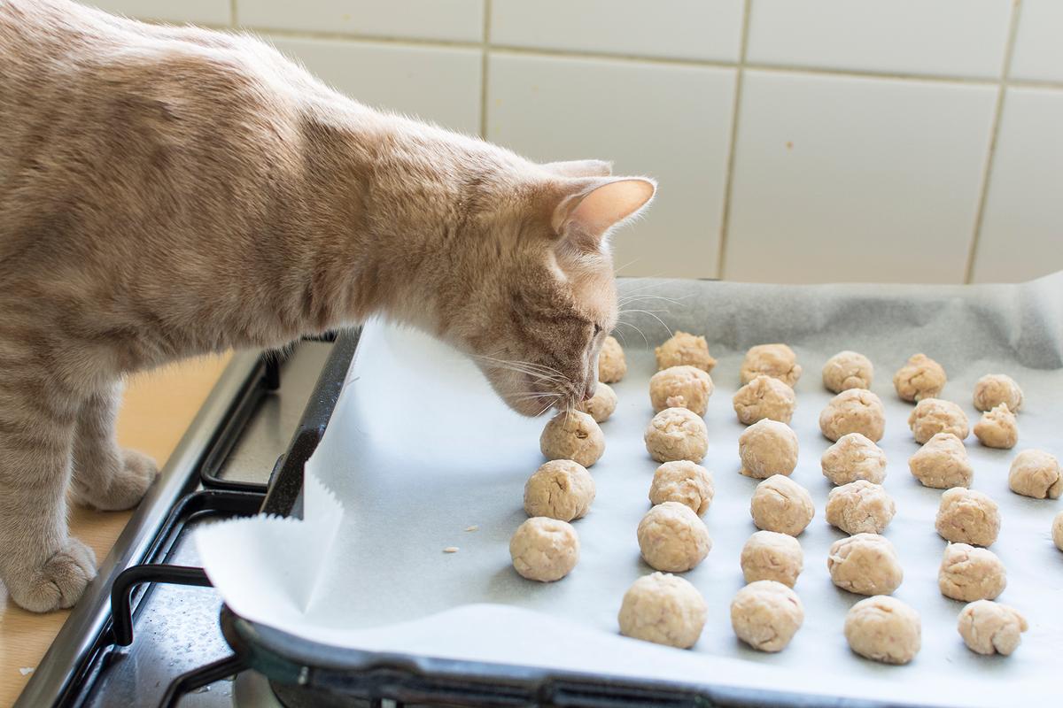 Kattensnoepjes met zalm
