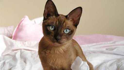 Tonkanees kat spelend