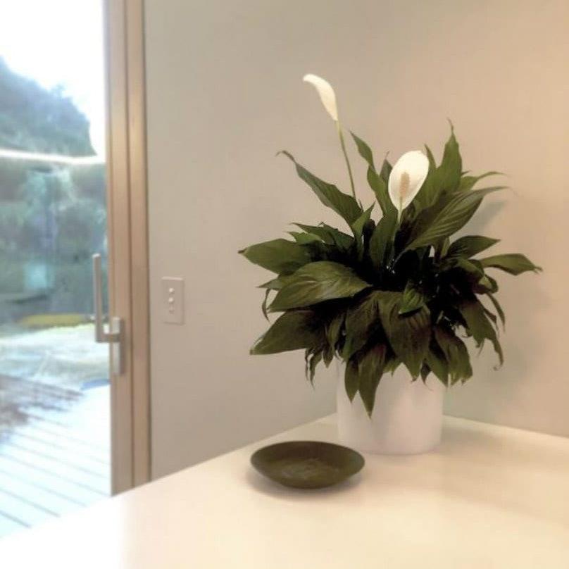 lepelplant spathiphyllum