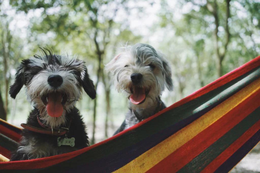 Kamperen met de hond