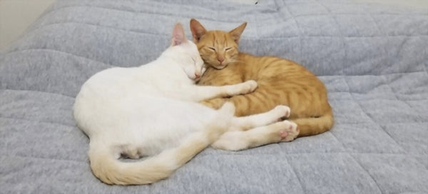 Eigenaar knuffelt hond of kat